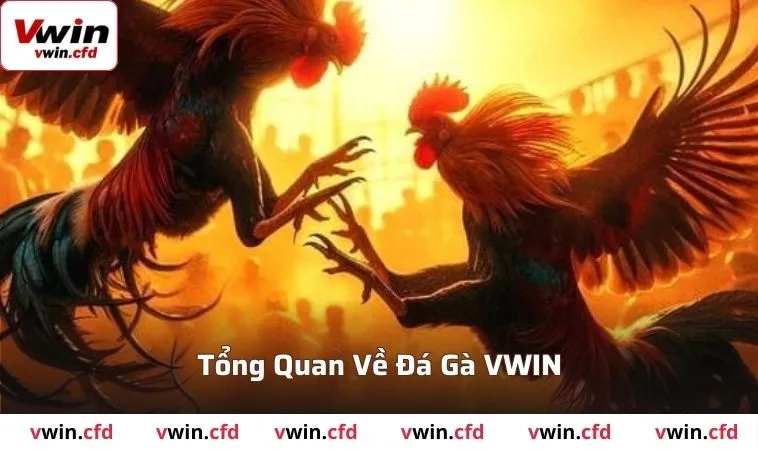 Tổng quan về đá gà VWIN